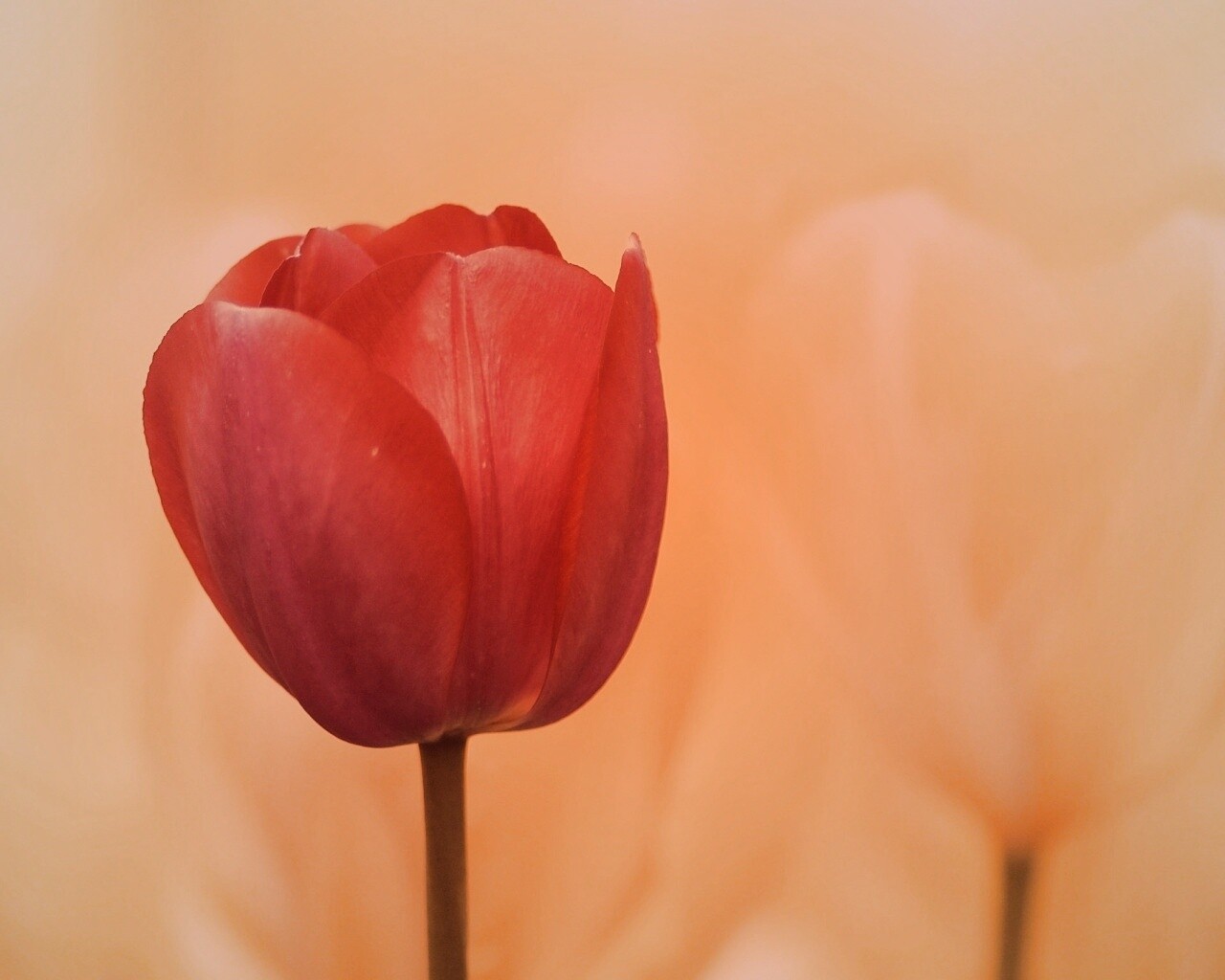 Красный тюльпан обои