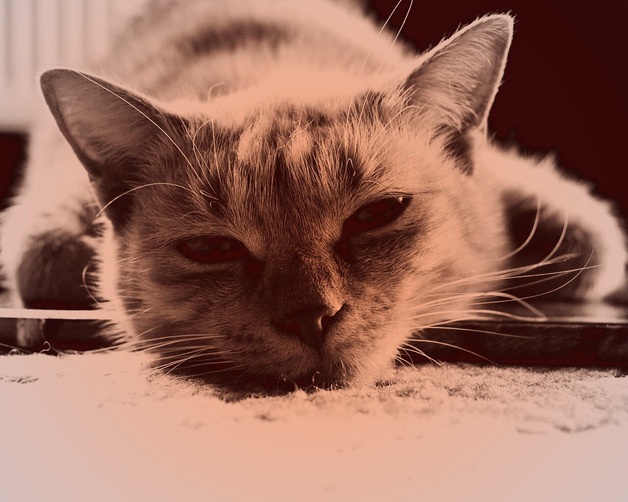 Кошара обои