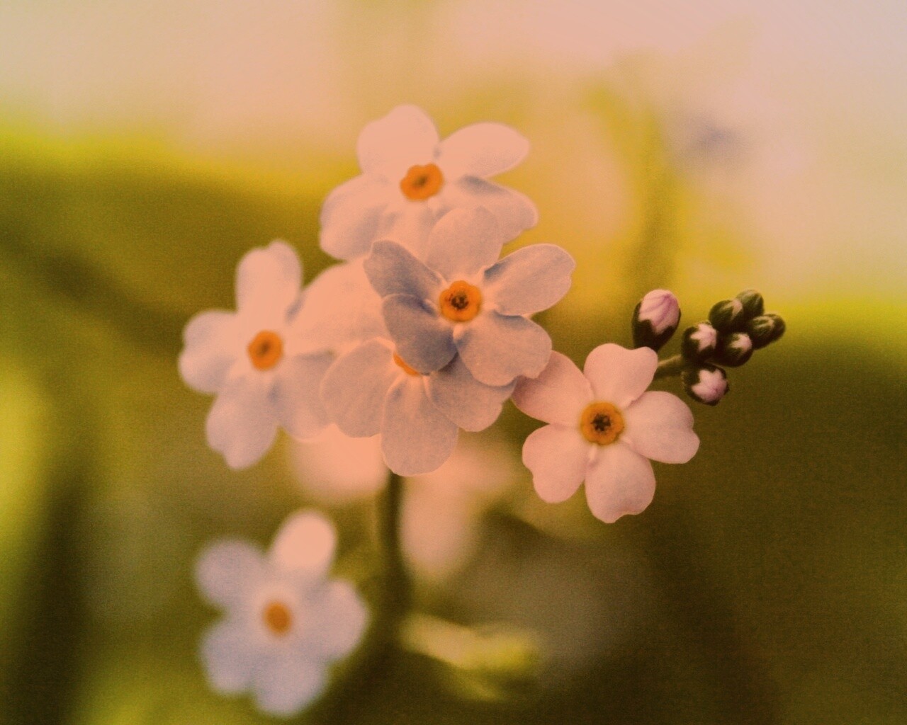 Обои цветов обои