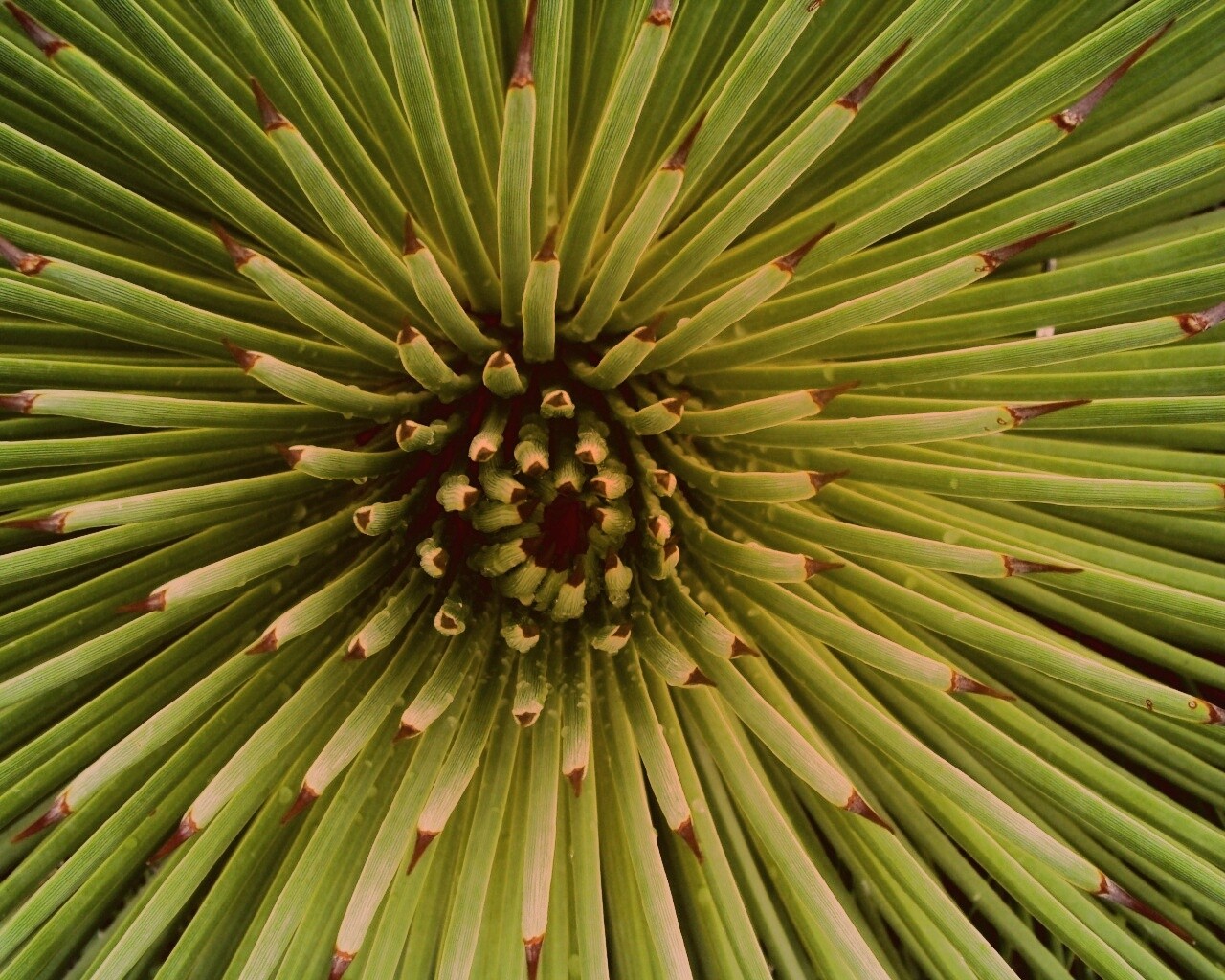 Хищный цветок обои