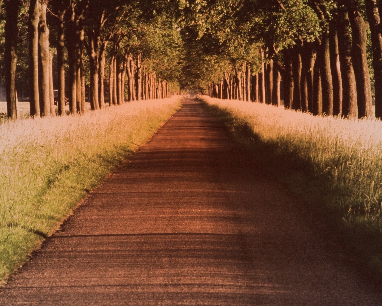 Живописная аллея обои