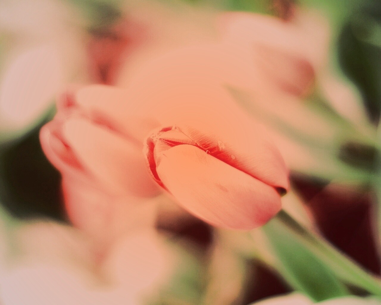 Красивый тюльпан обои