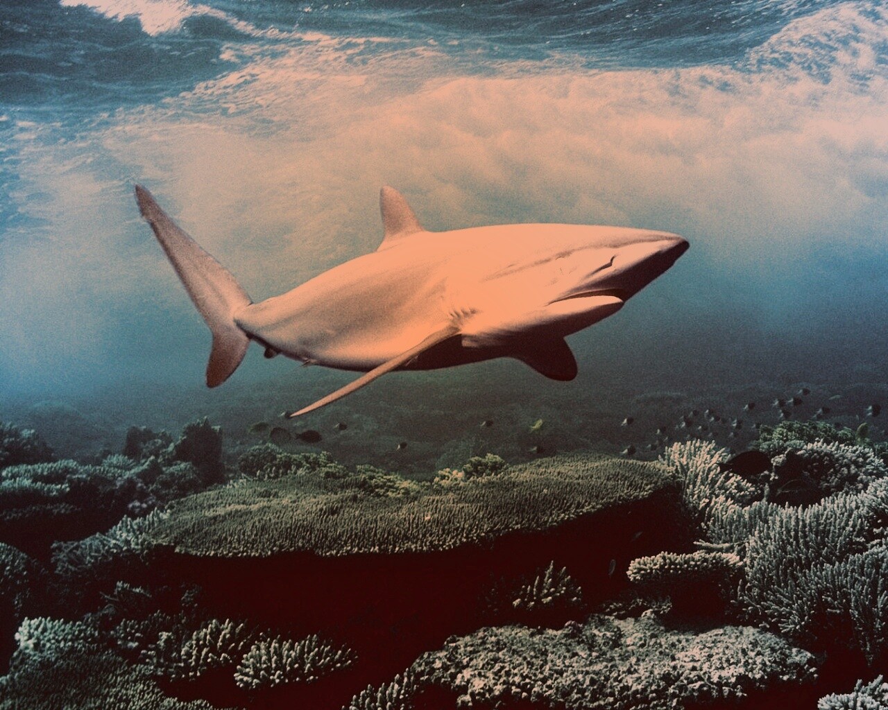 Акула в море обои