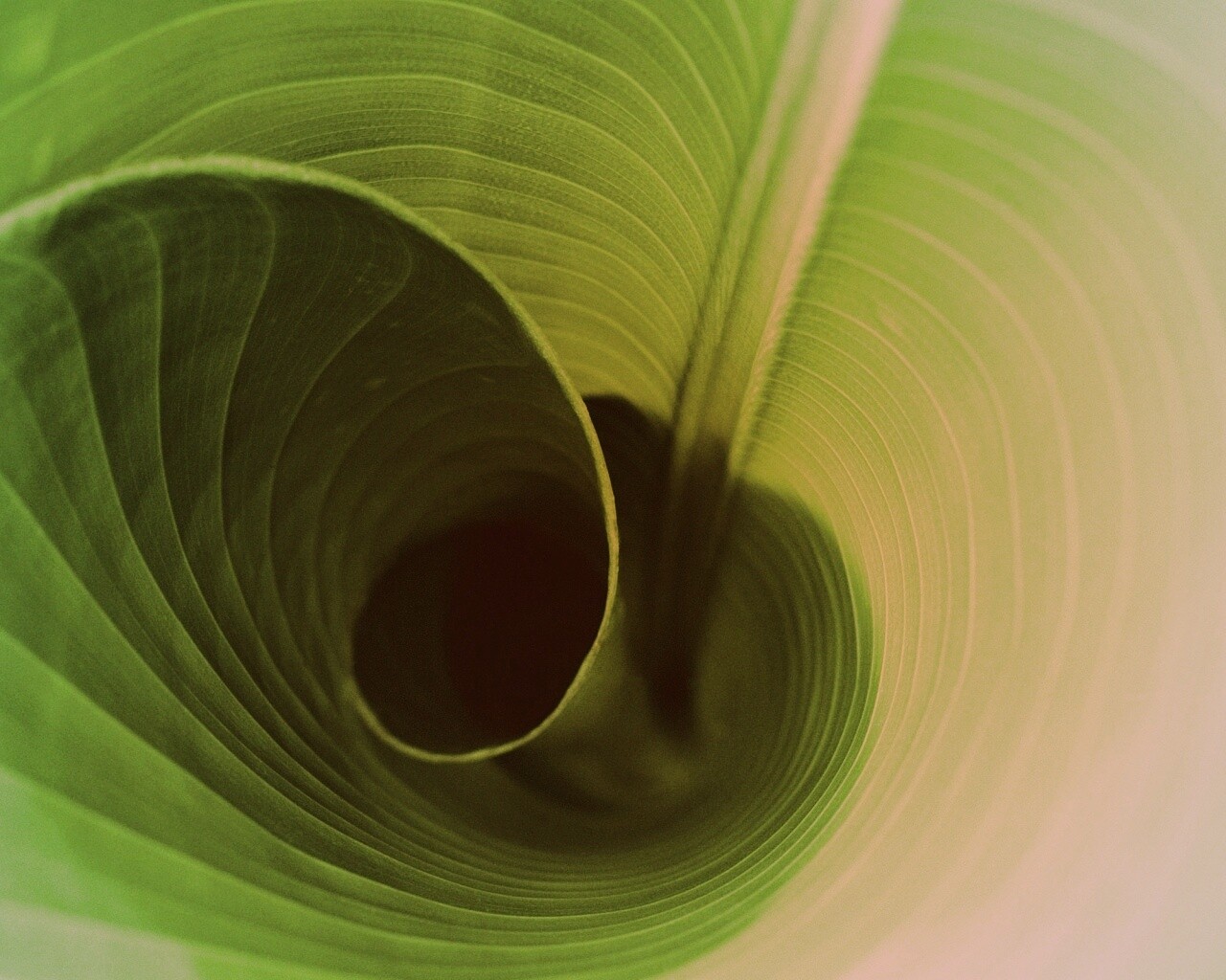 Зеленый лист трубочкой обои
