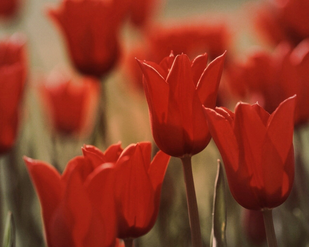 Красные цветы обои