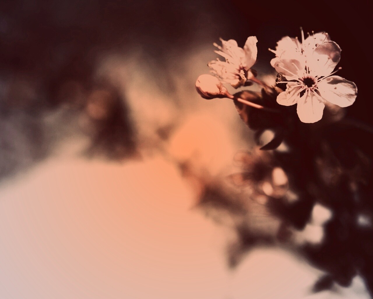 Цветок вишни обои
