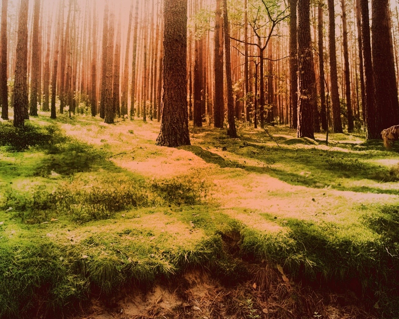 Солнечный лес обои