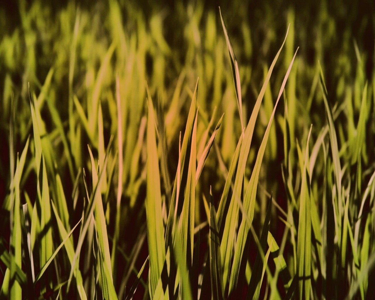 Яркая сочная трава обои