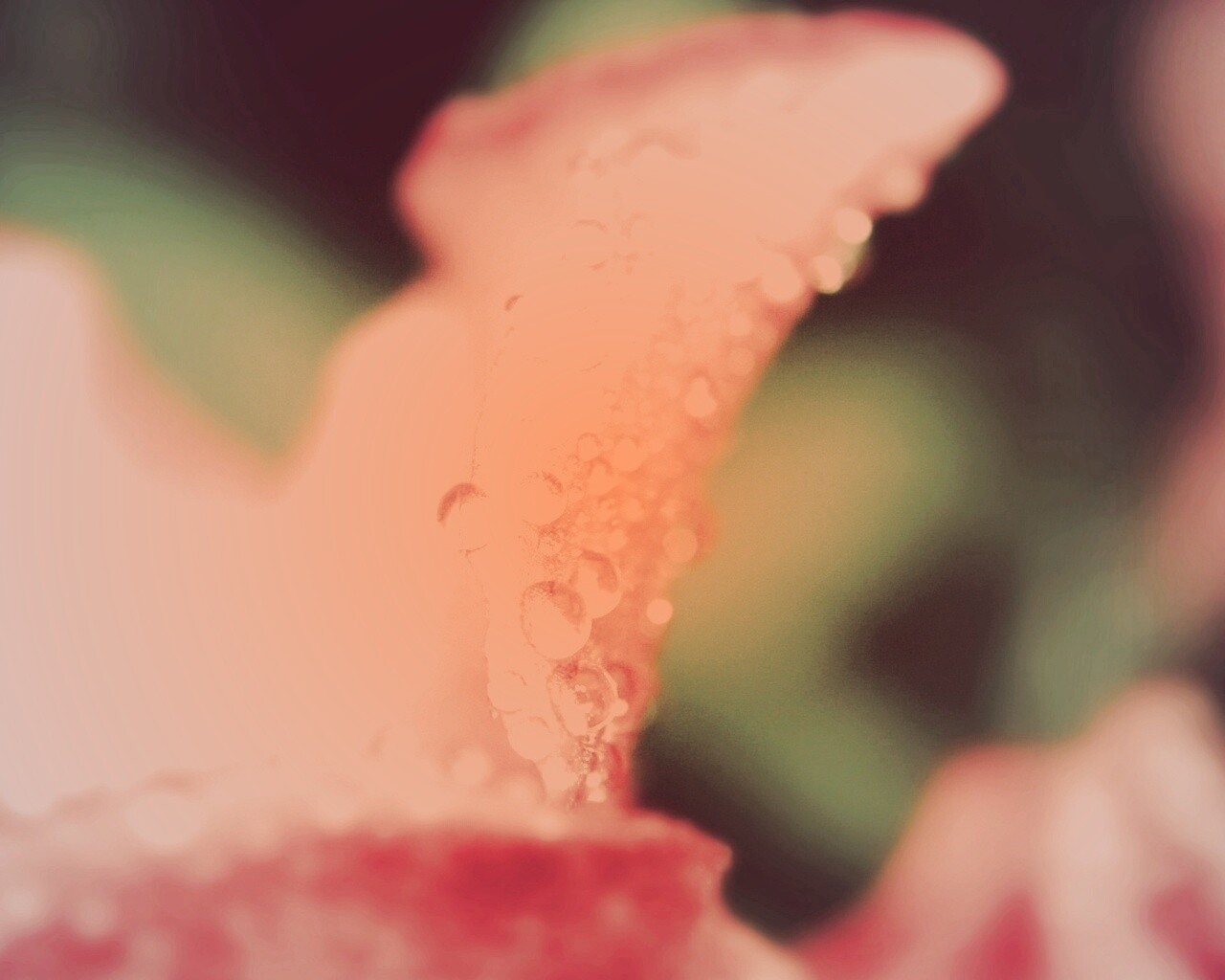 Капли росы на лепестке обои