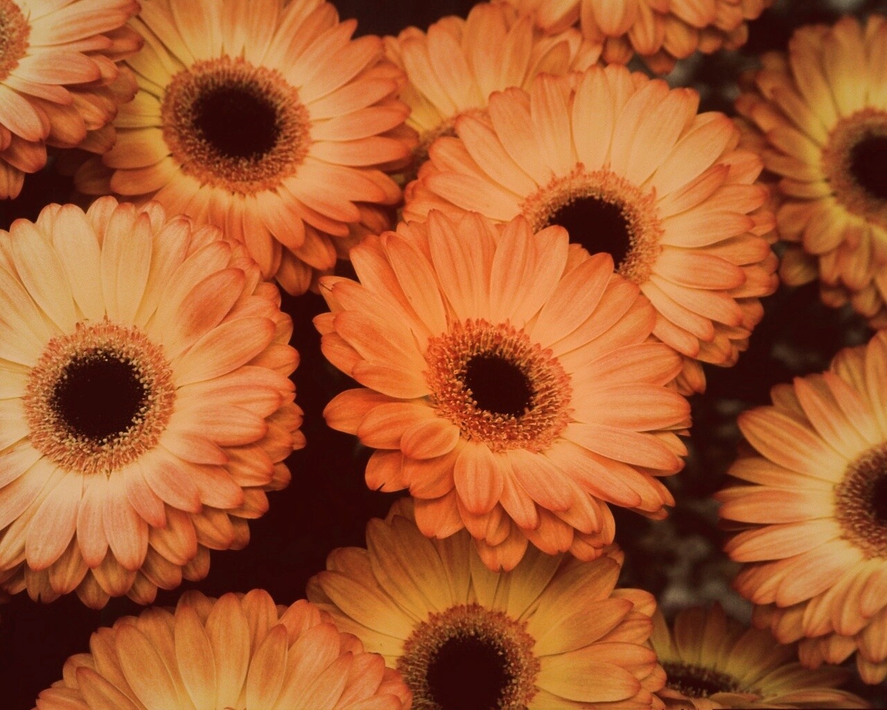 Желтые герберы обои