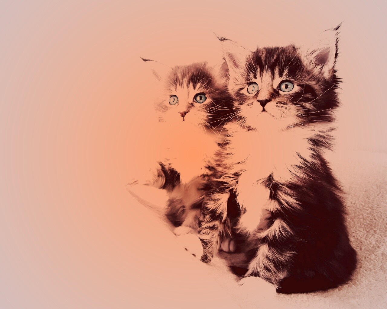 Котята обои