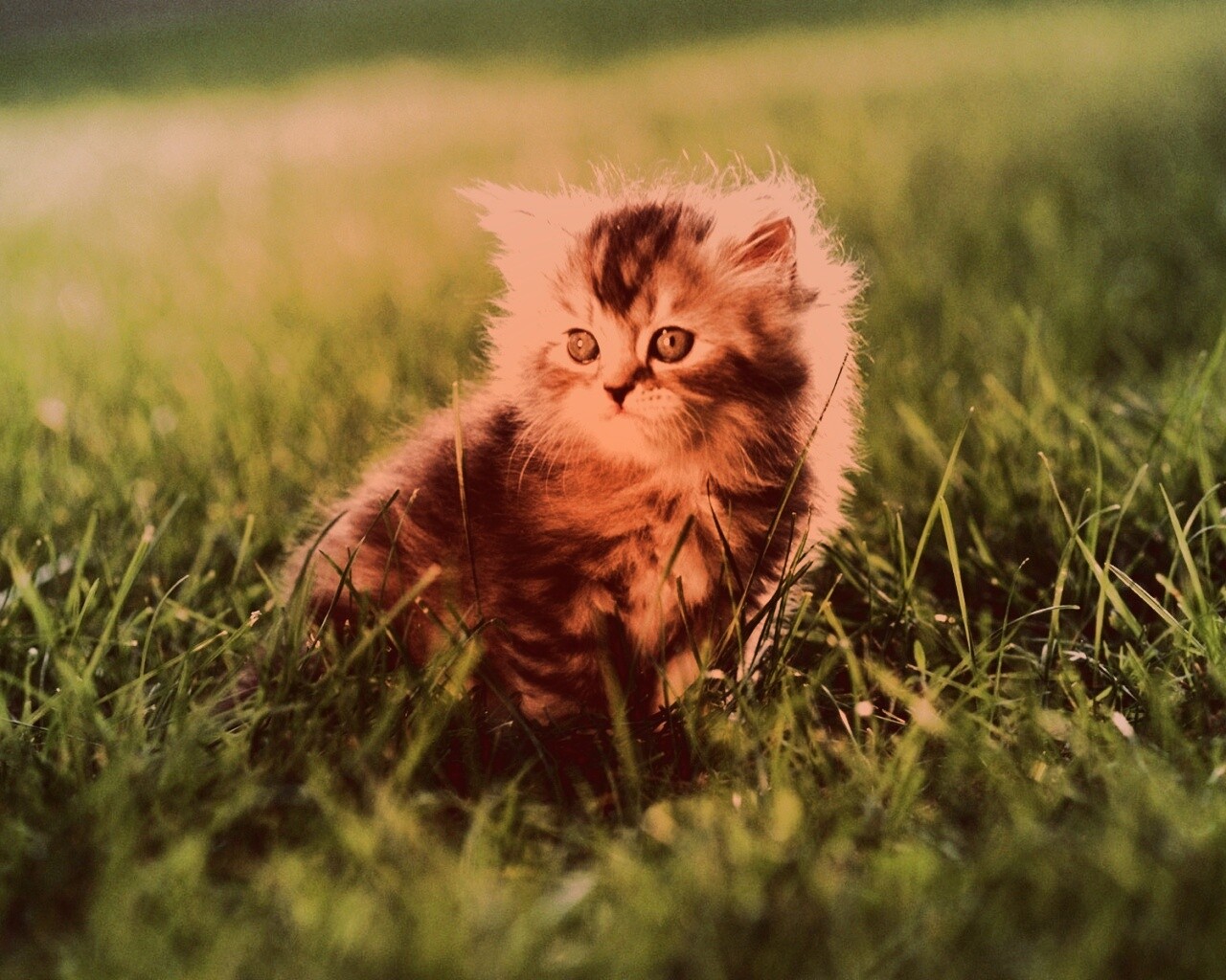 Пушистый котенок в траве обои
