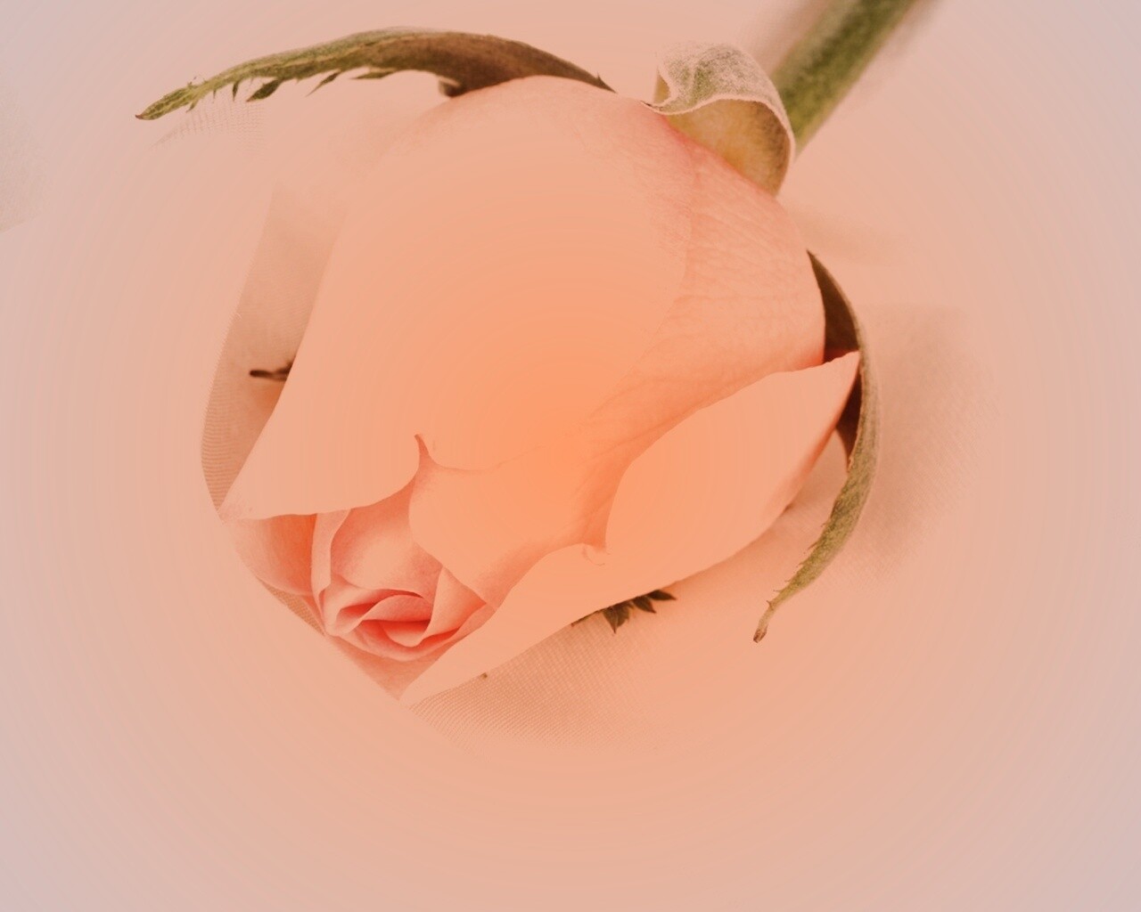 Свадебная роза обои