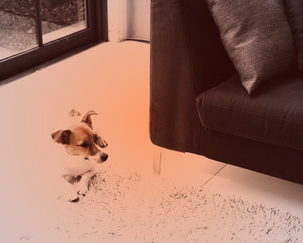 Собака обои