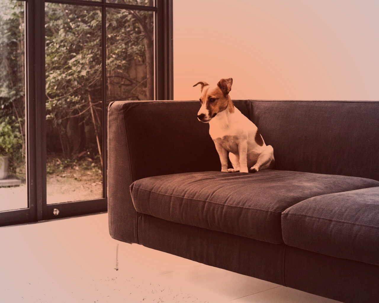 Пес на диване обои