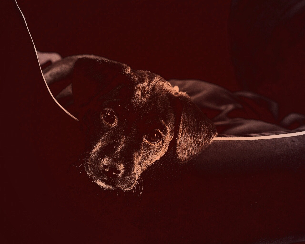 Собачка в сумке обои