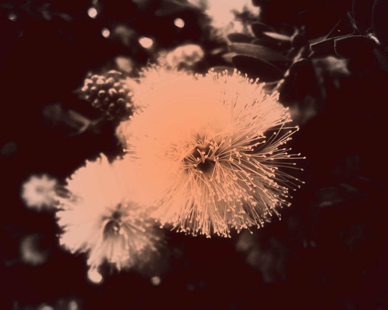 Сказочный цветок обои