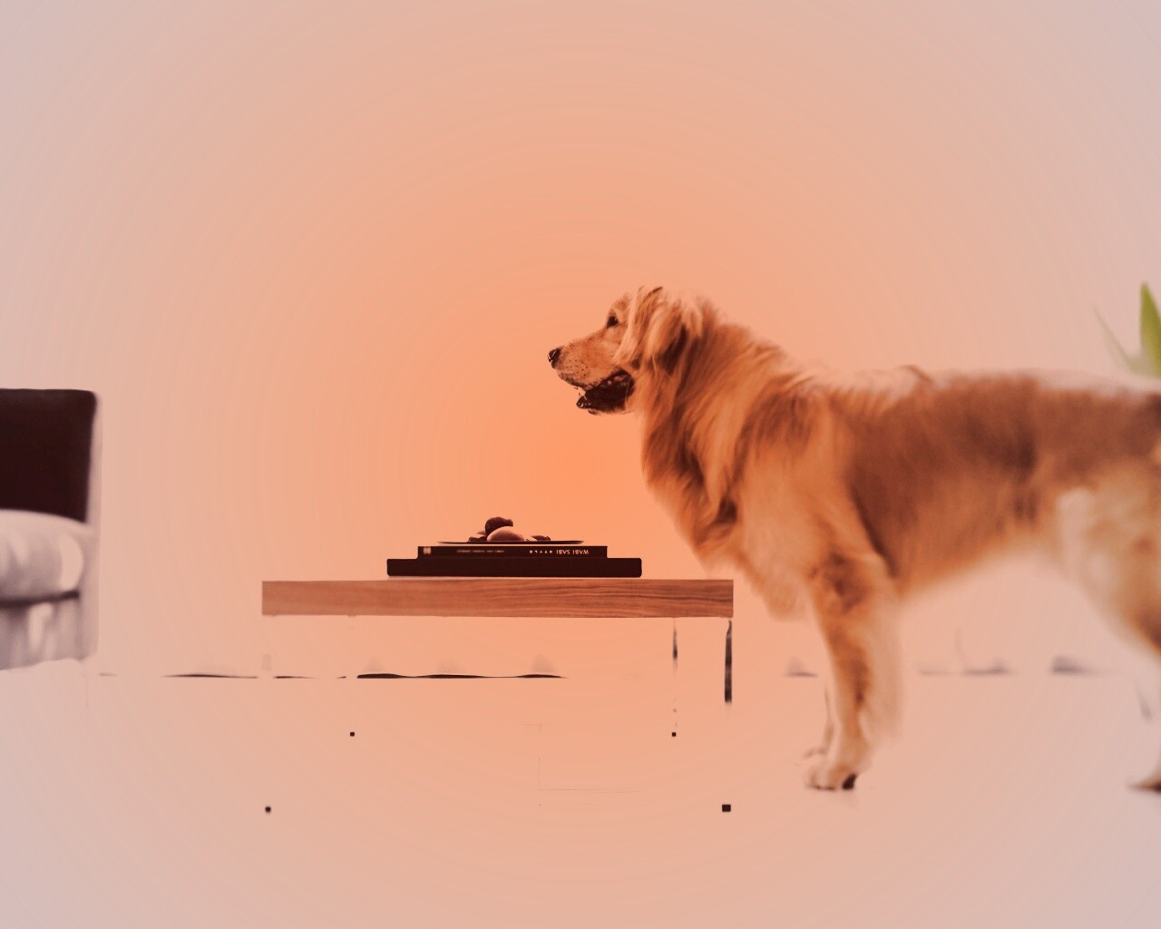 Лабрадор Ретривер обои