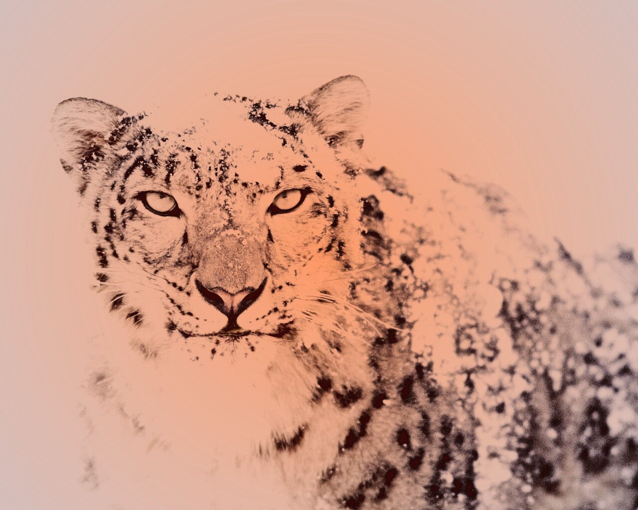 Снежный леопард обои