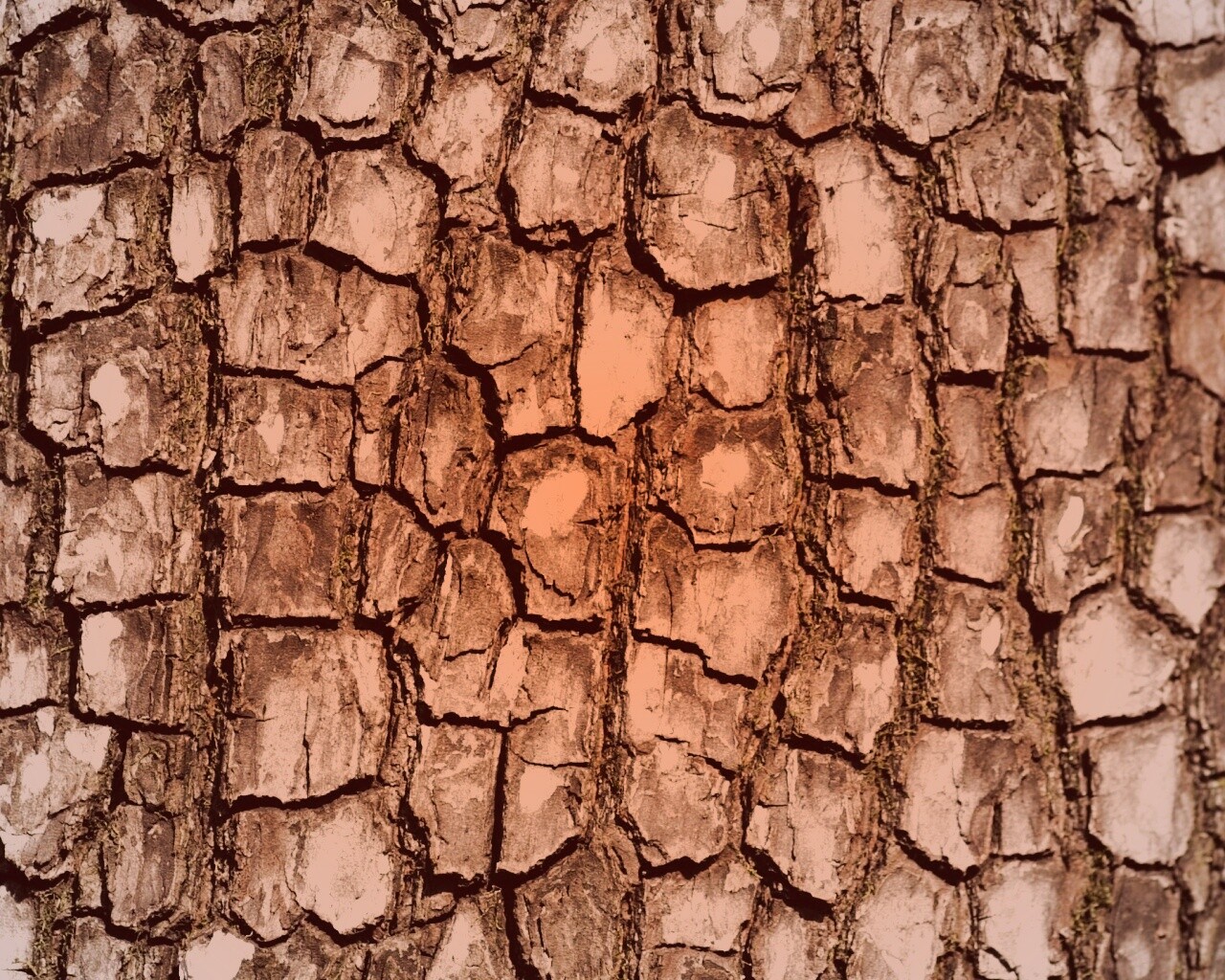 Кора дерева обои
