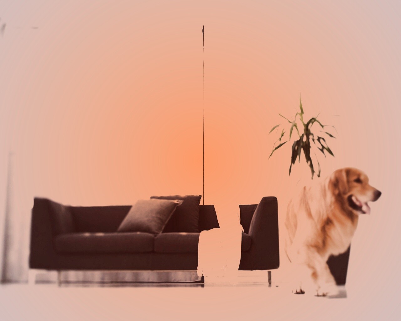 Собака в быту обои