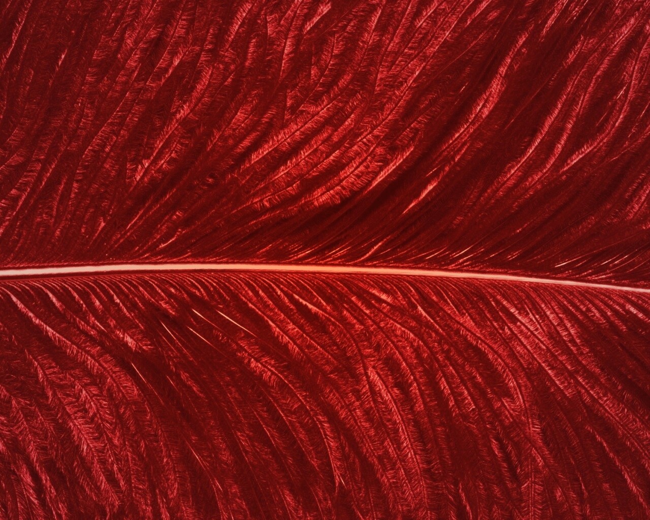 Перо попугая обои