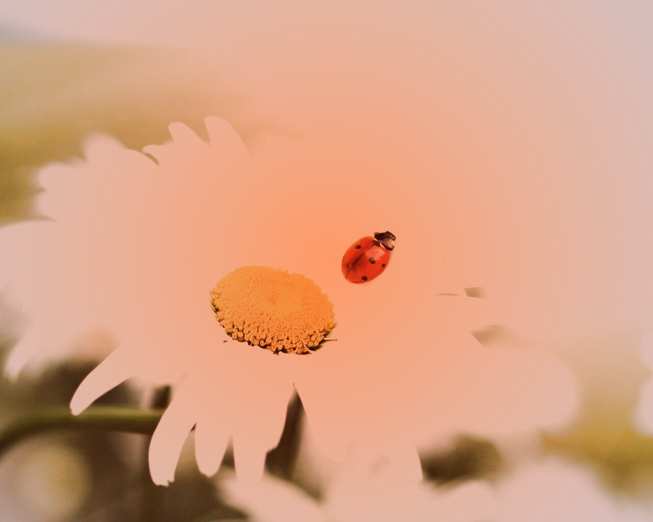 Божья коровка обои