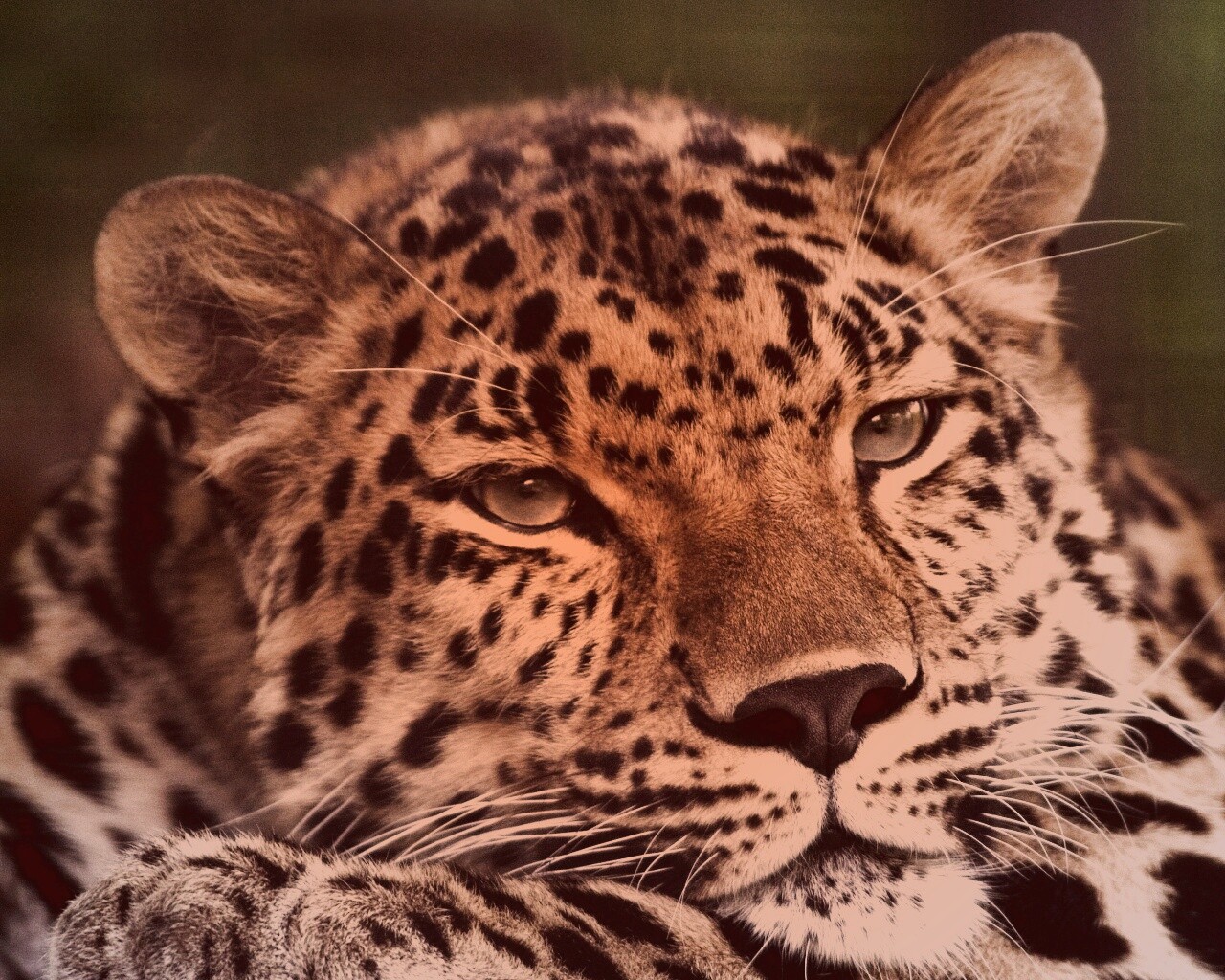 Злопасный ягуляр обои