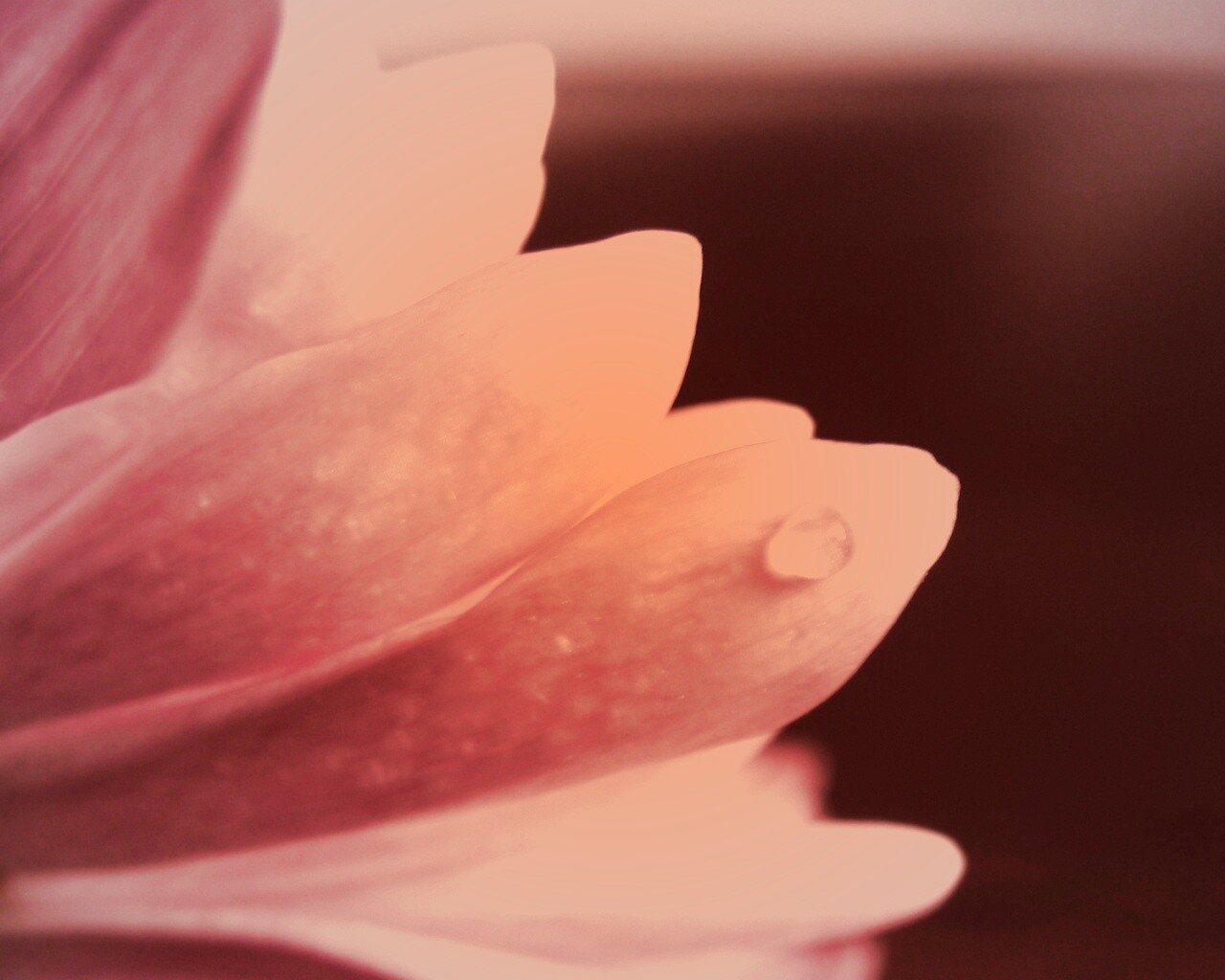 Капля на лепестке обои