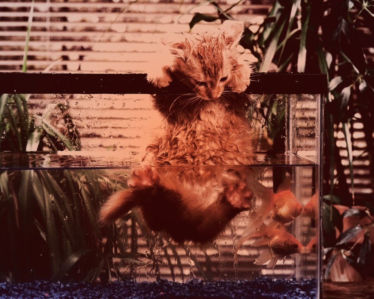 Мокрая киска обои