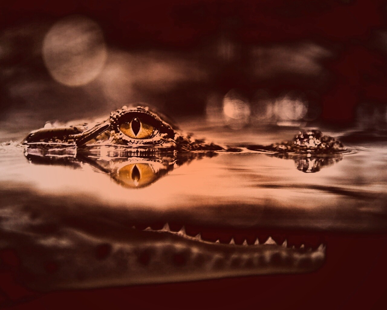 Глаз крокодила обои
