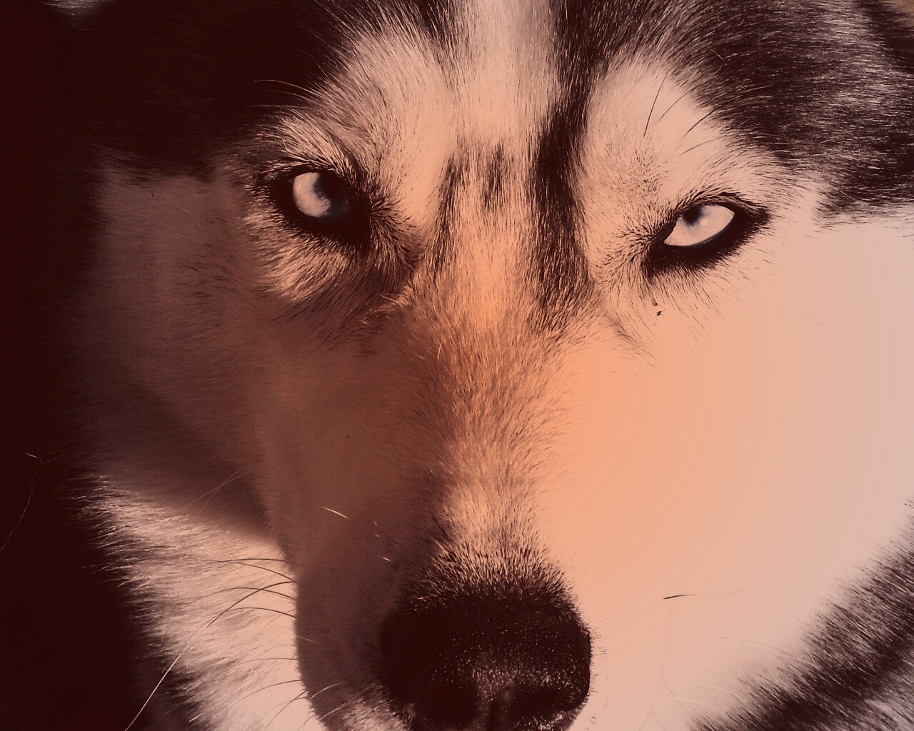 Собака с голубыми глазами обои