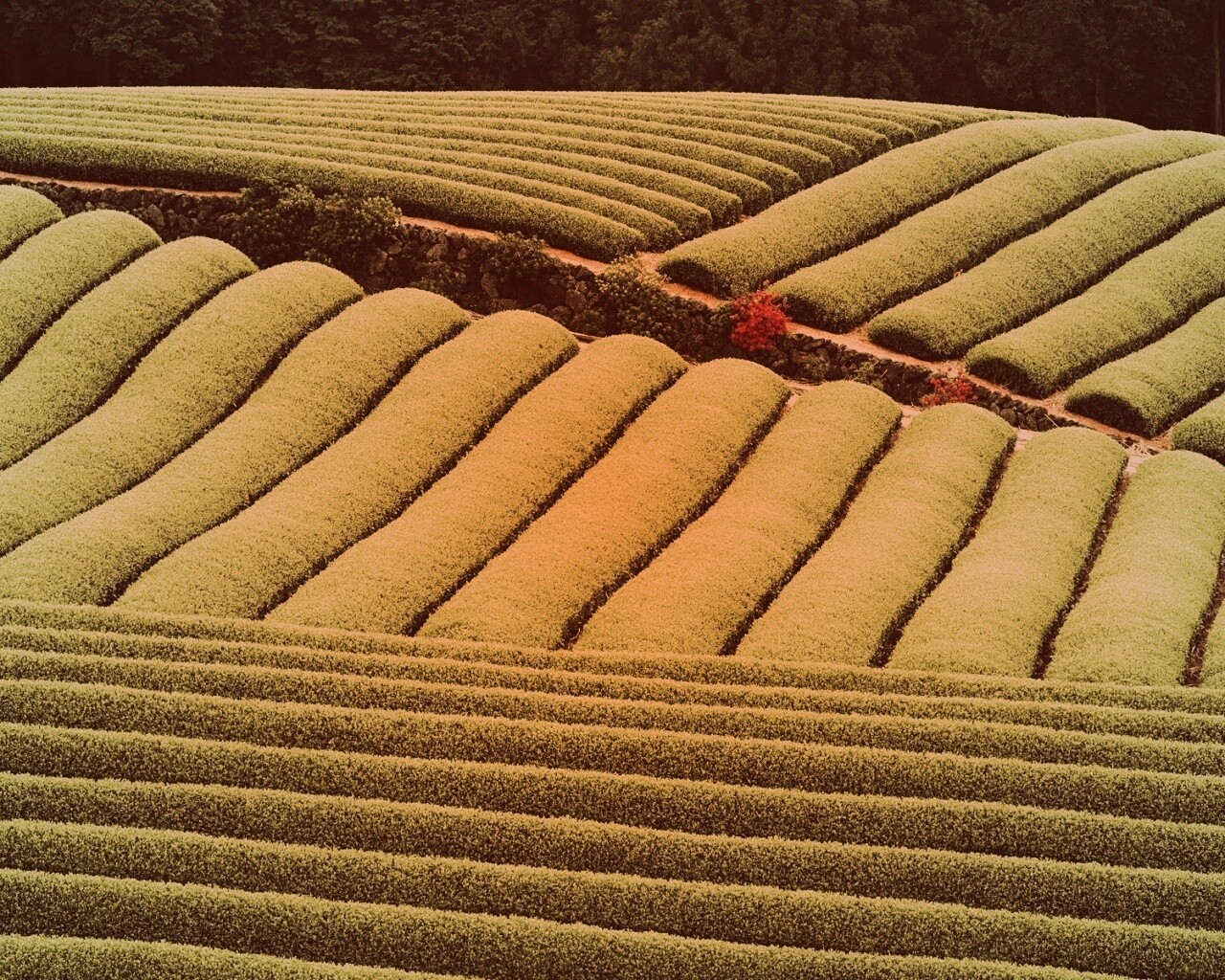 Красивые гряды обои