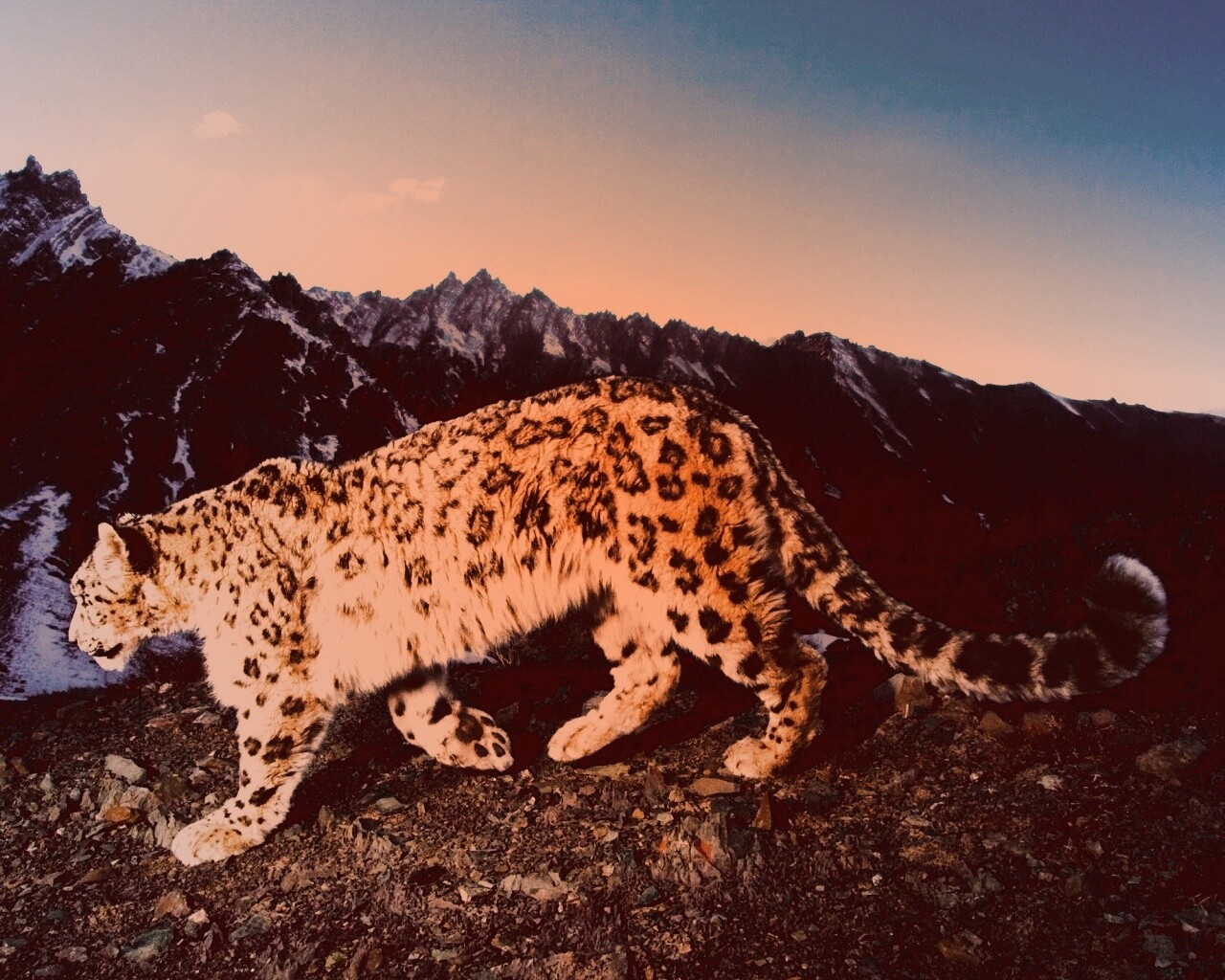 Леопард обои