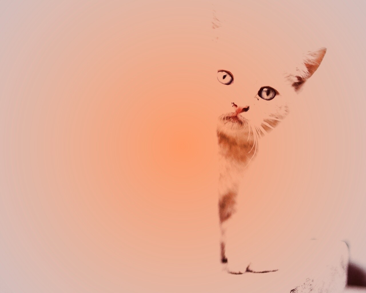 Котик из-за угла обои