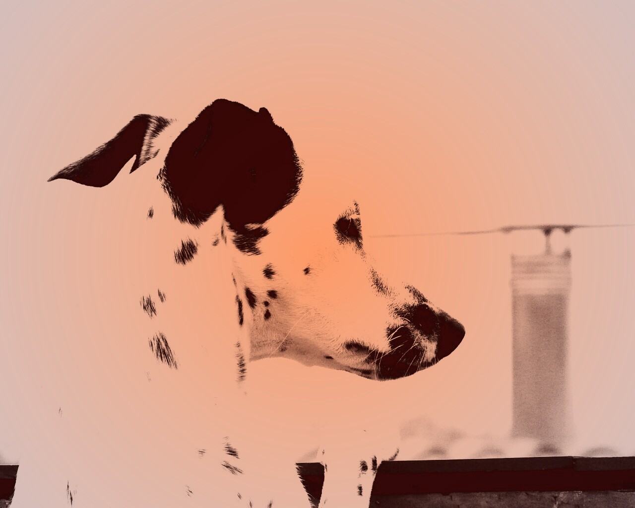 Долматинец смотрит вдаль обои