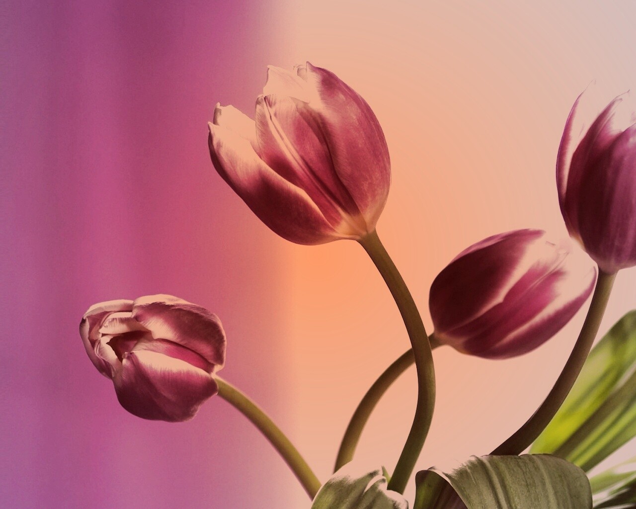 Сиреневые цветы обои