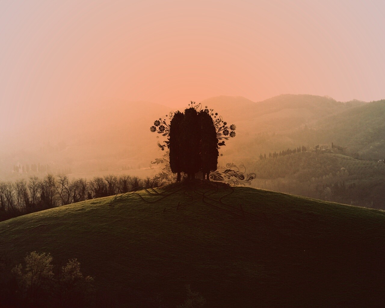 Деревья на холме обои