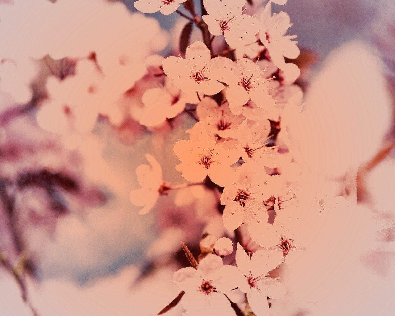 Цветение вишни обои