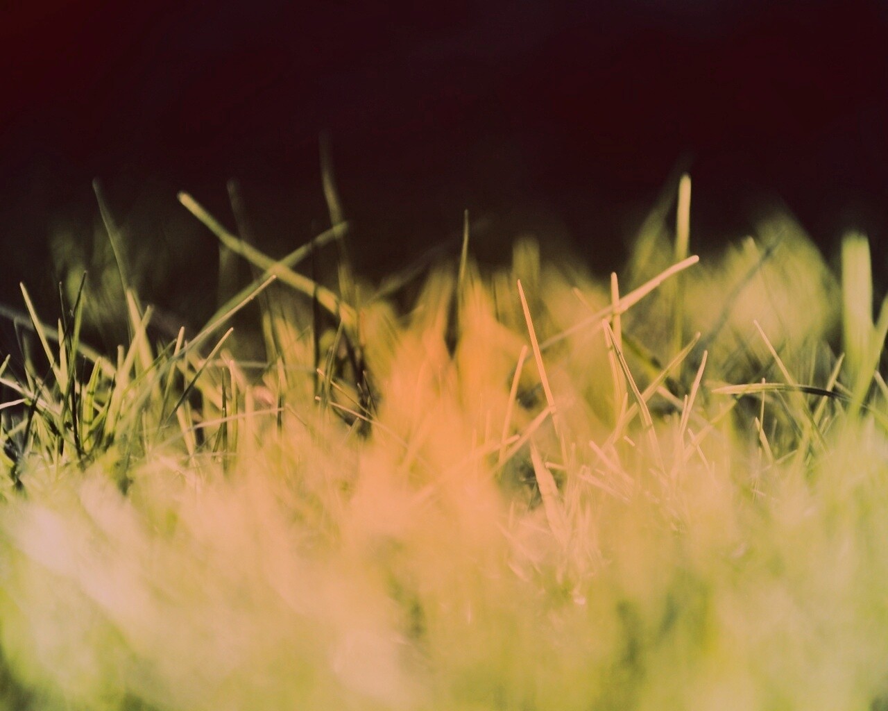 Играя солнечным светом обои