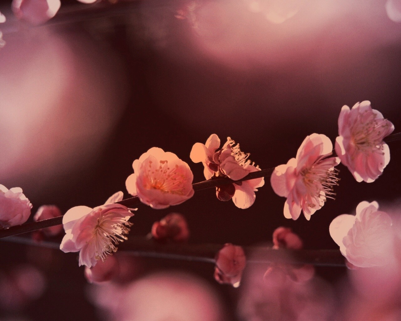 Цветущая вишня обои