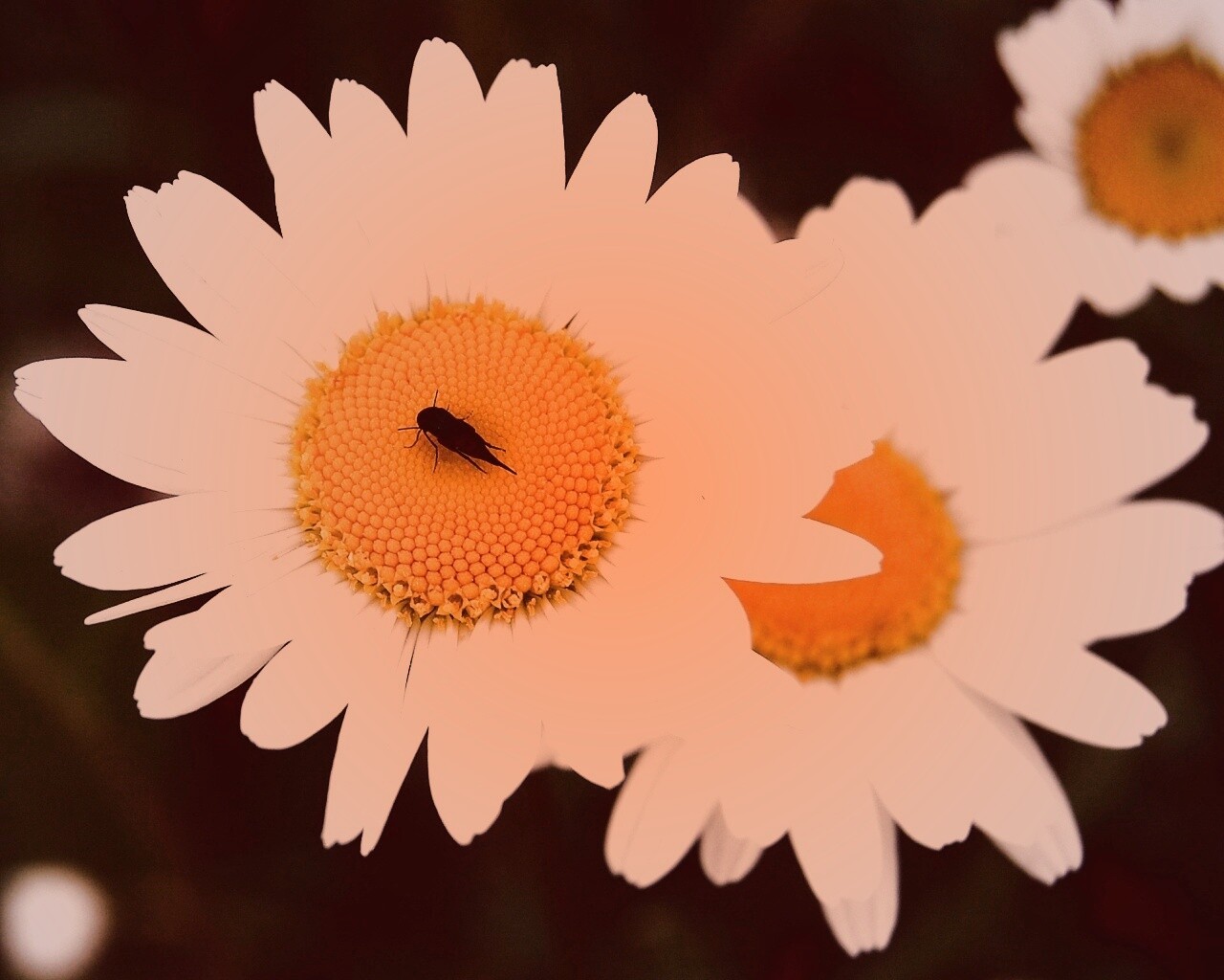 Ромашки обои