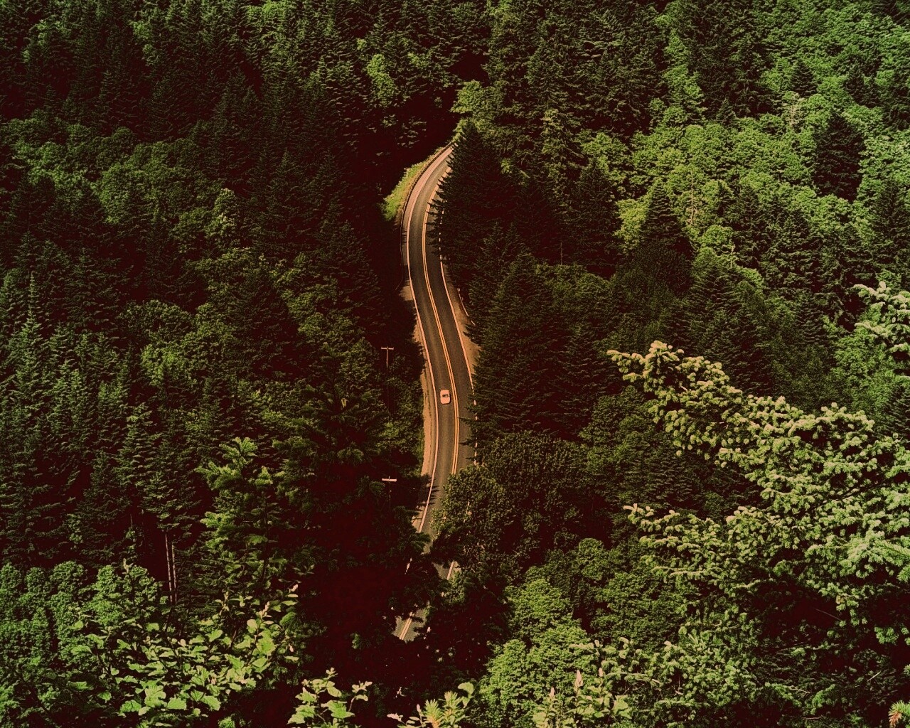 Лесная трасса обои