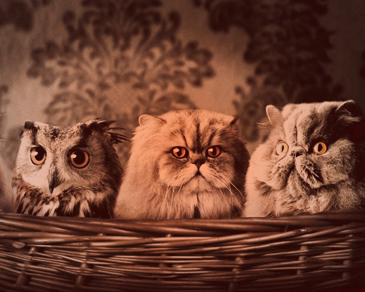 Чужой среди своих обои