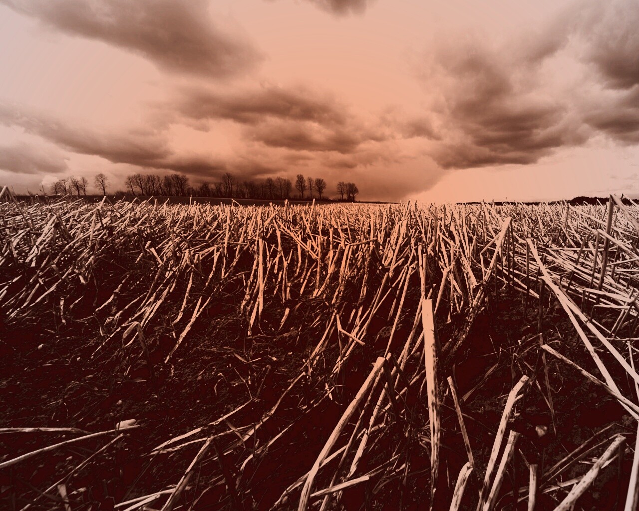 Убранное поле обои