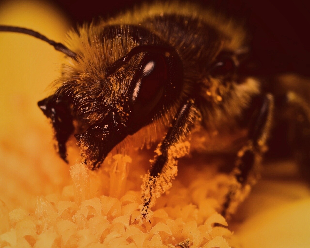 Пчела крупным планом обои