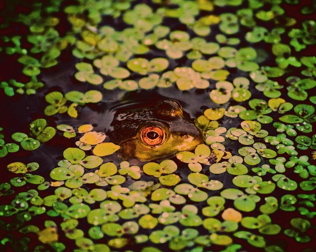 Маленькая лягушка обои
