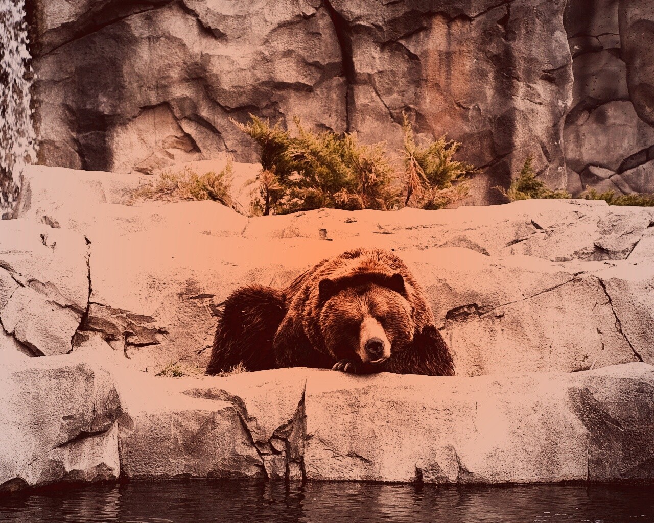 Медведь обои