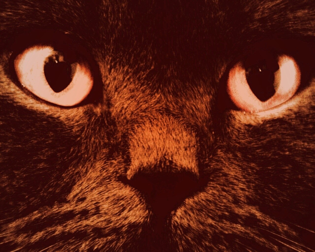 Черный кот с оранжевыми глазами обои