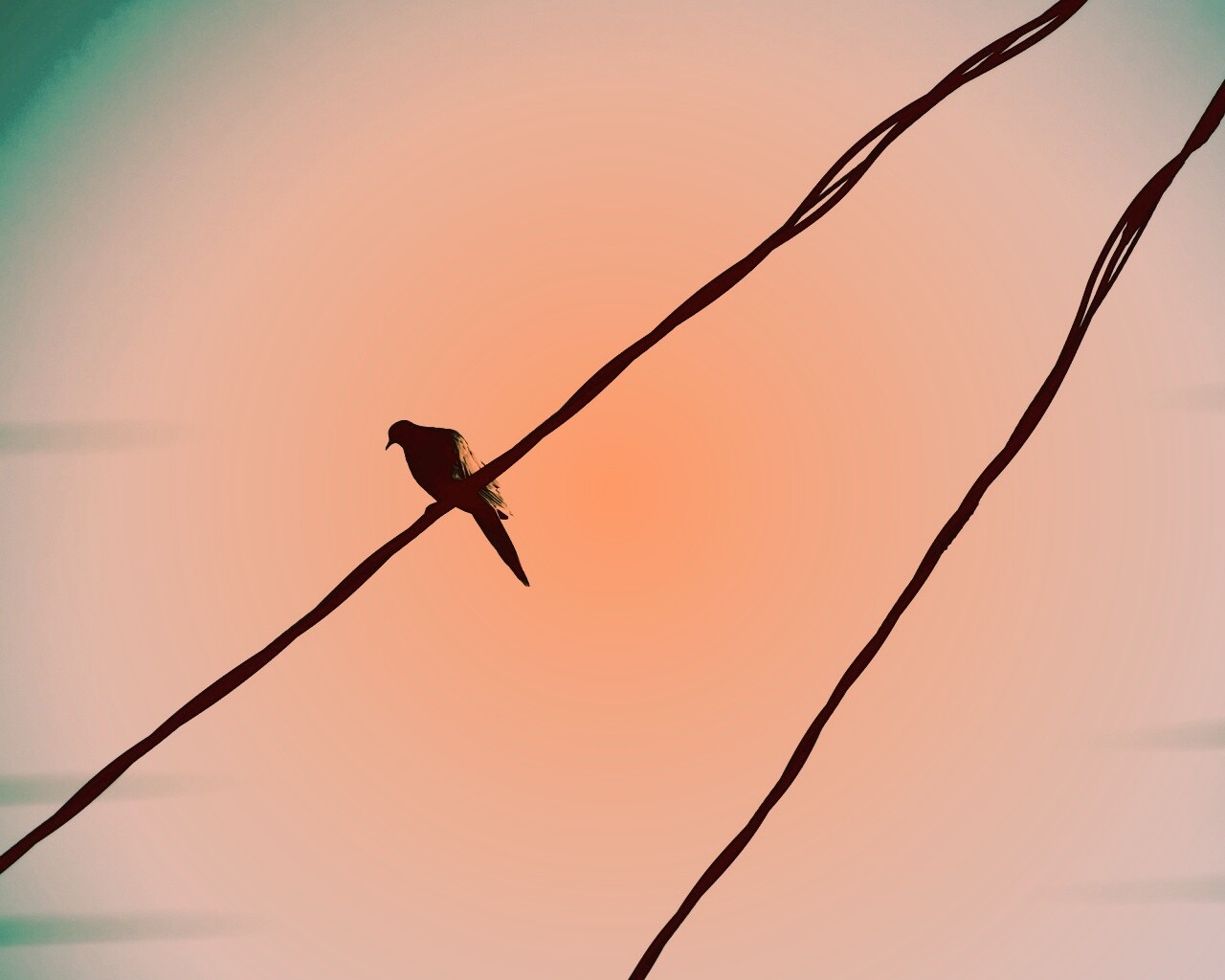 Птица на проводе обои